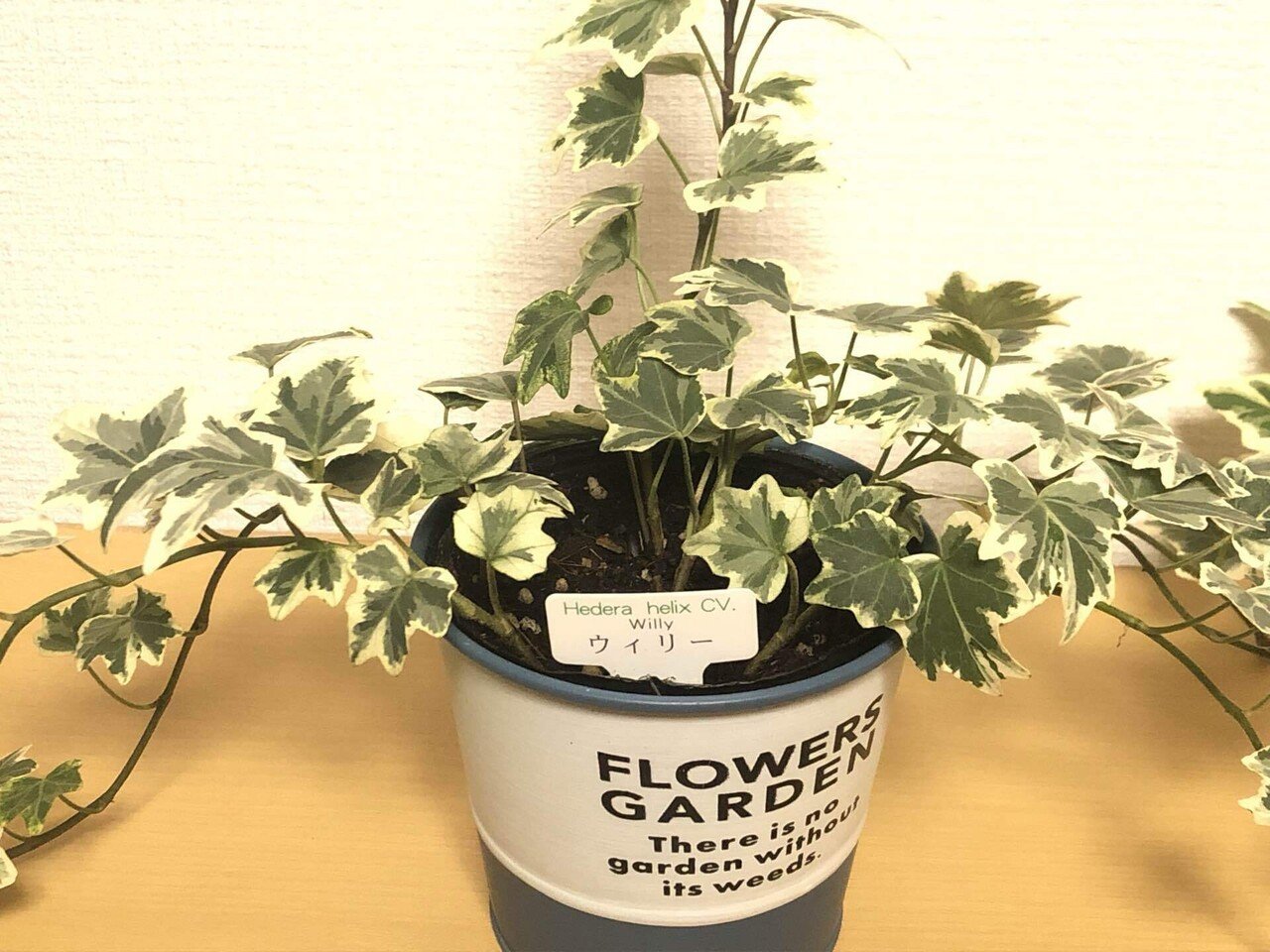 アイビーを剪定する 馬味 Note アイビーを剪定する 馬味 Note