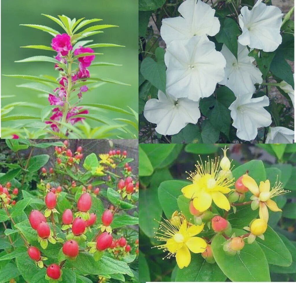 今日の花 21 8 27 ホウセンカ 花言葉 私に触れないで 短気 短気な人間はすぐに笑いものになる ユウガオ 花言葉 夜 はかない恋 罪 恋はやがて他の恋によって癒される ヒペリカム 花言葉 だー Note