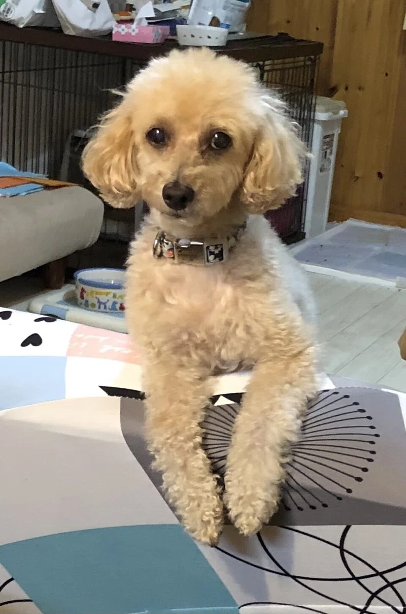 犬との生活 の新着タグ記事一覧 Note つくる つながる とどける