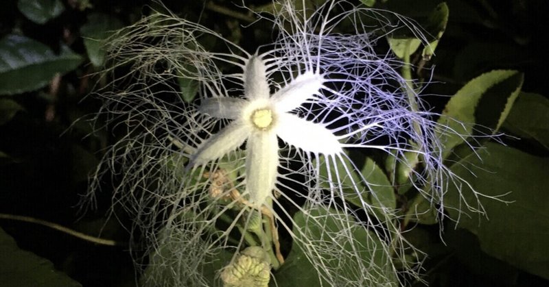 からすうりの花