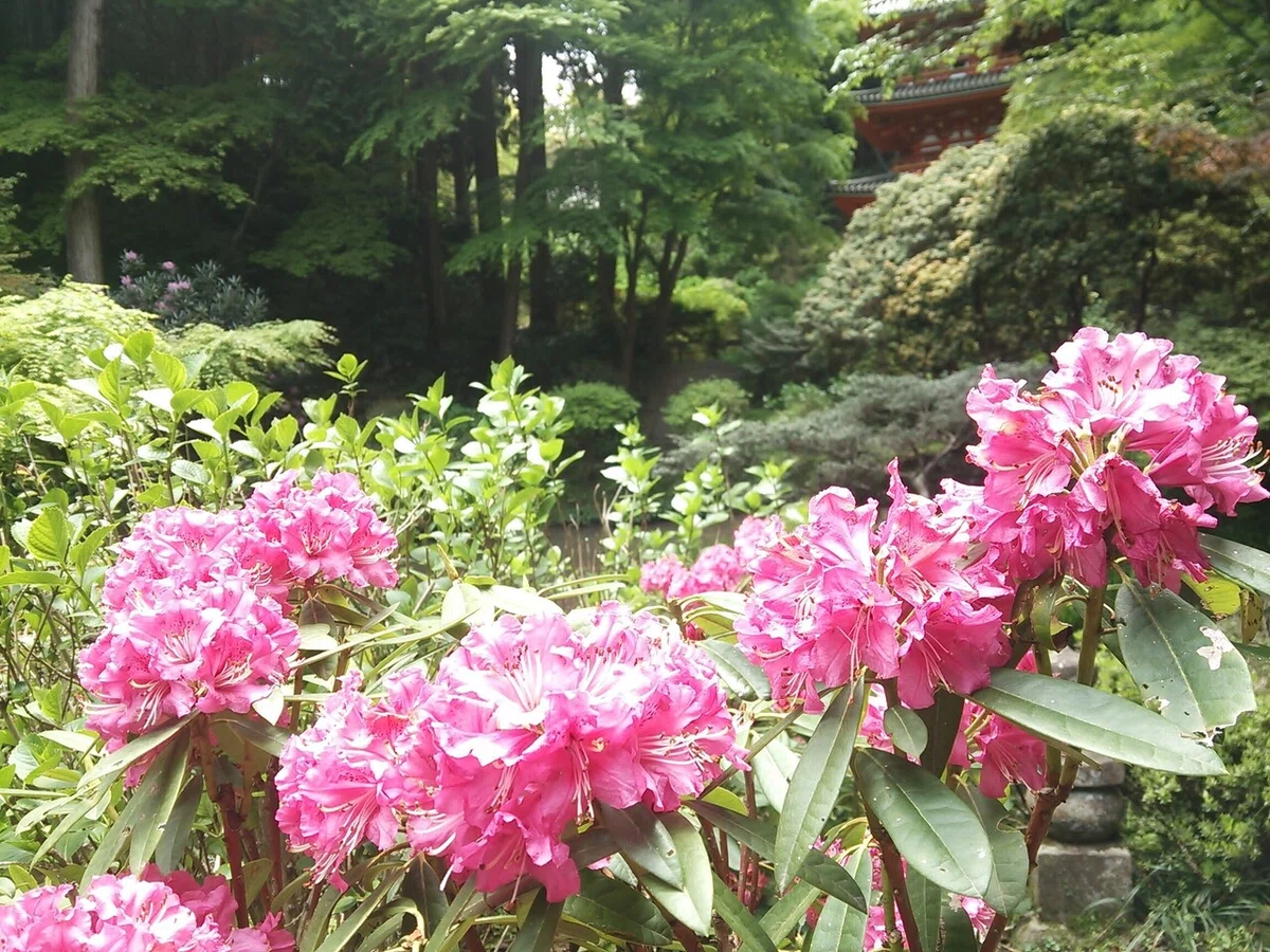 画像12