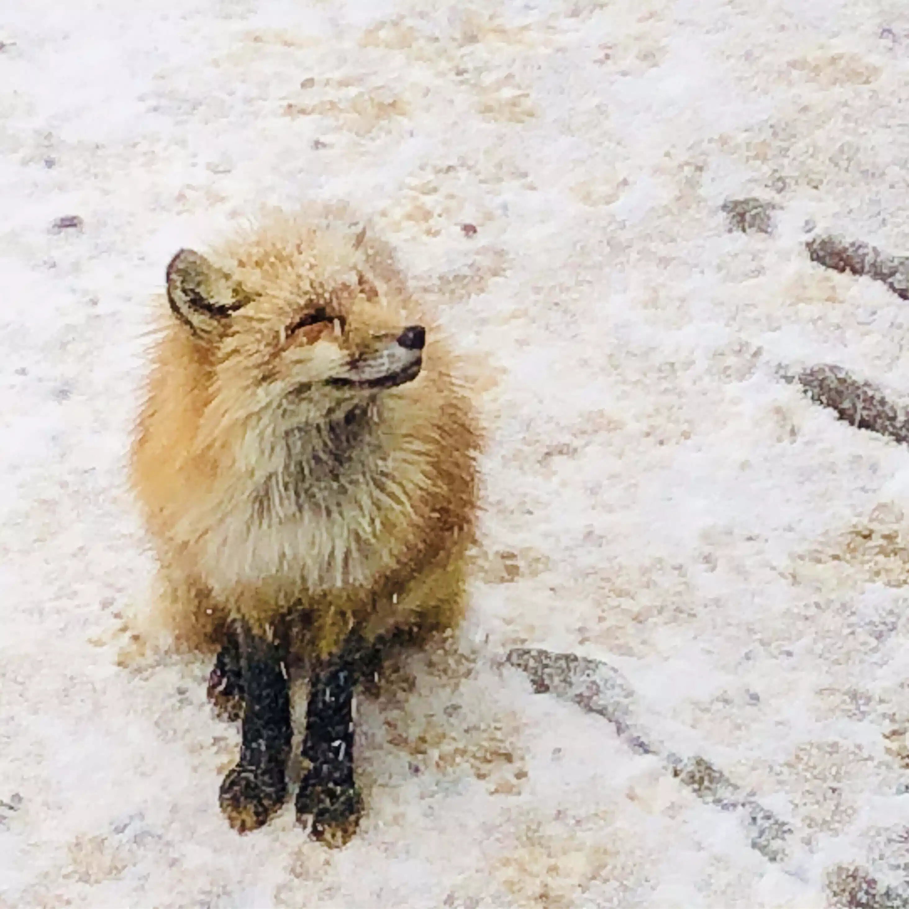 さつき