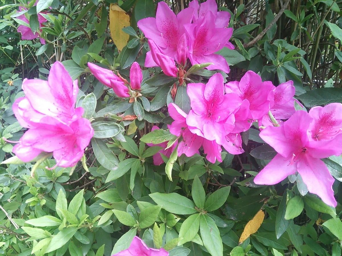 画像18