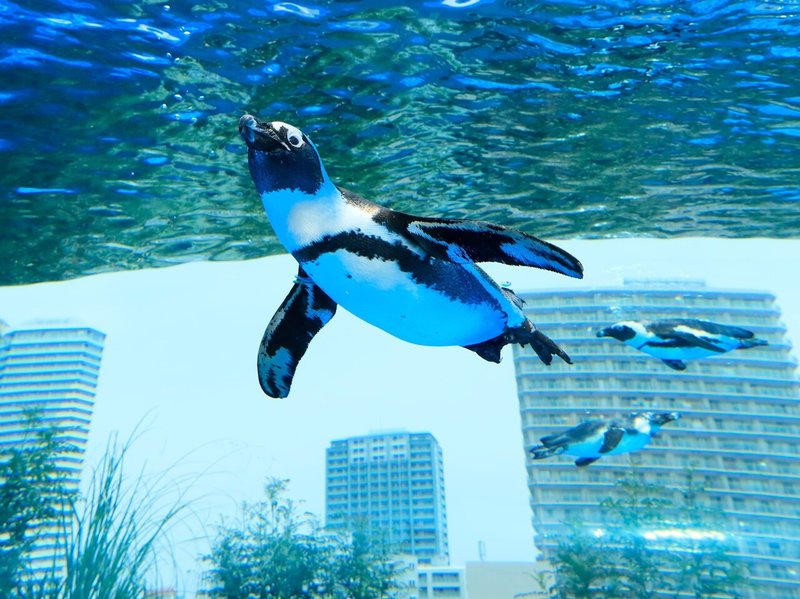 ペンギン