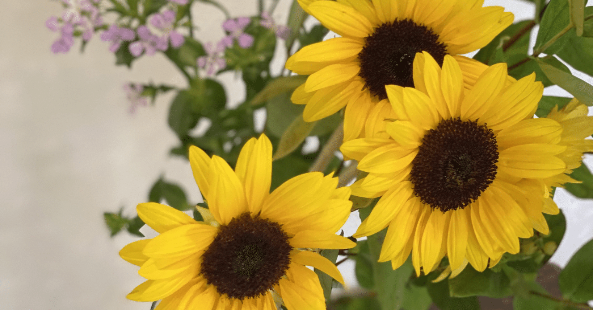 はあちゅう｜note