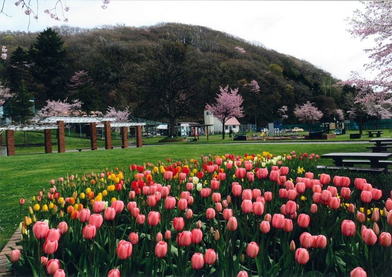 特別賞　46.栗山公園の春