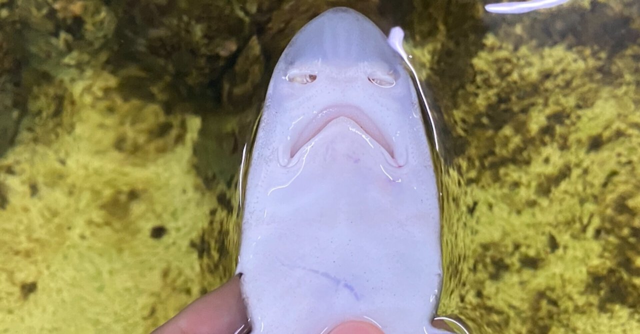 ヒンッ ホシザメの顔が悔しそうでたまらない Noriaki Kawanishi 黒崎base半農style Note