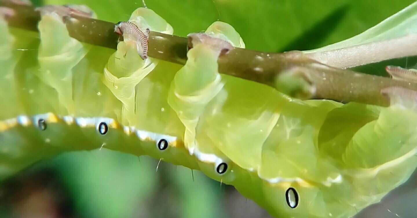 怒ってるの？ 喜んでるの？｜月澄狸