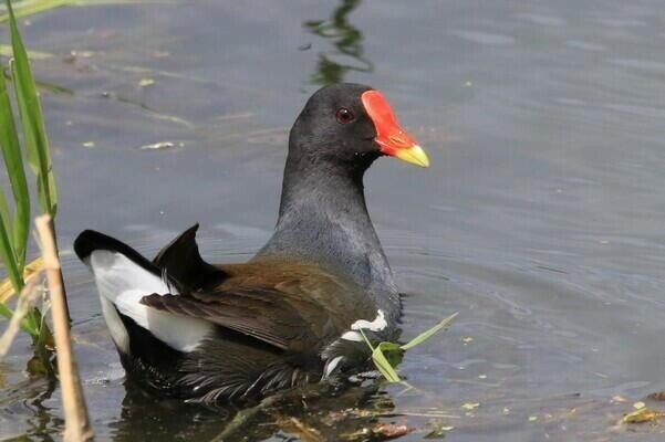 猿面冠者 ブックスkozuchi