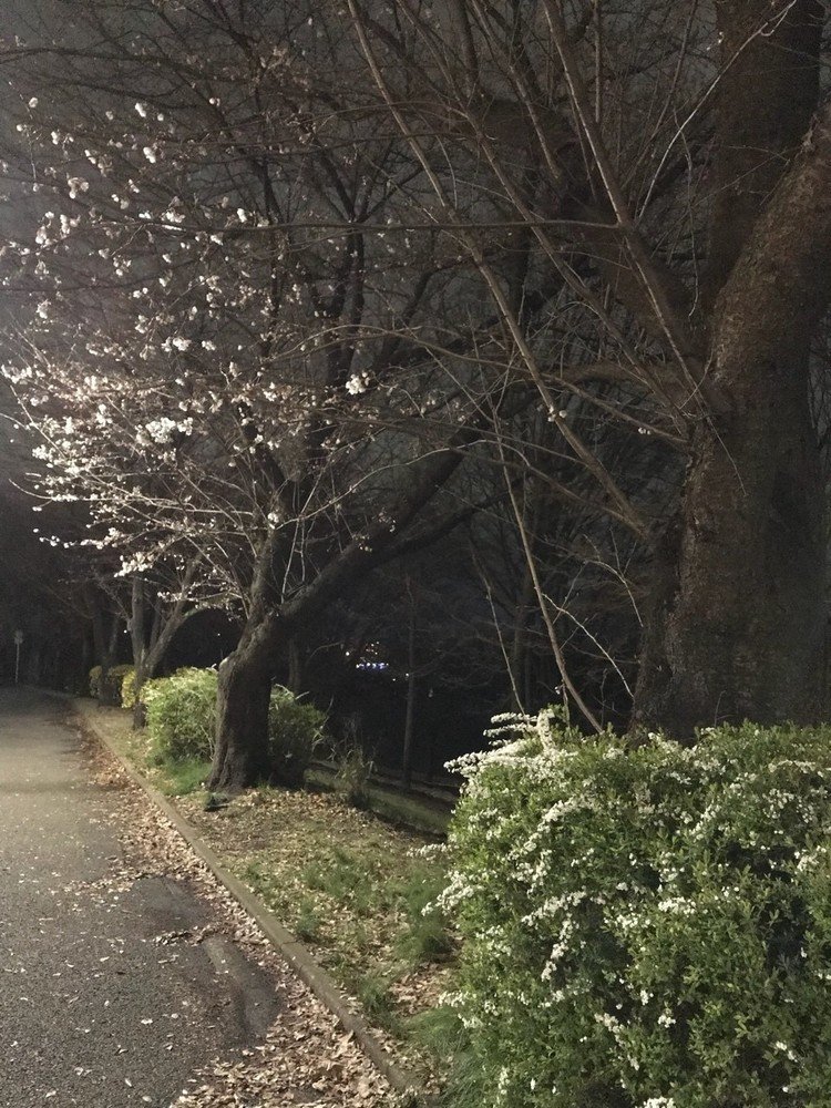 夜桜。