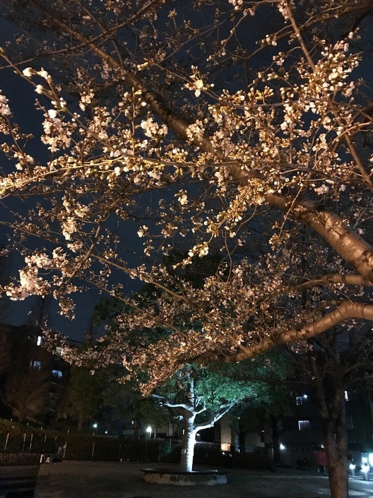 夜桜2