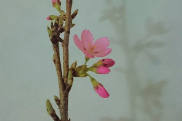 炭酸水飲んで花見笑笑 の新着タグ記事一覧 Note つくる つながる とどける 炭酸水飲んで花見笑笑 の新着タグ記事一覧 Note つくる つながる とどける