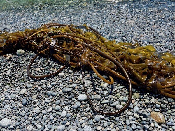アメリカ北西海岸の海で収穫 食した海藻いろいろ ヒガシリカ Note