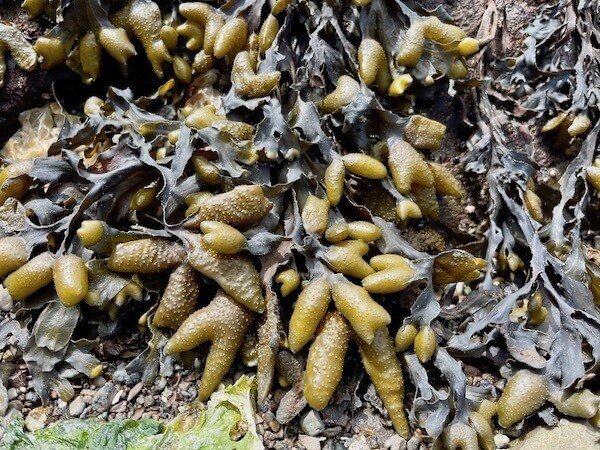 アメリカ北西海岸の海で収穫 食した海藻いろいろ ヒガシリカ Note