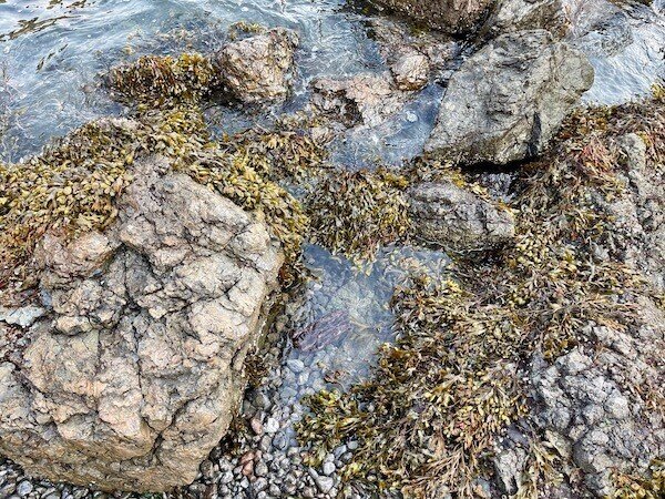 アメリカ北西海岸の海で収穫 食した海藻いろいろ ヒガシリカ Note