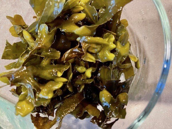 アメリカ北西海岸の海で収穫 食した海藻いろいろ ヒガシリカ Note