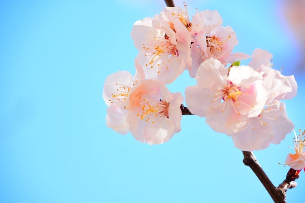 桜梅桃李｜hina.a