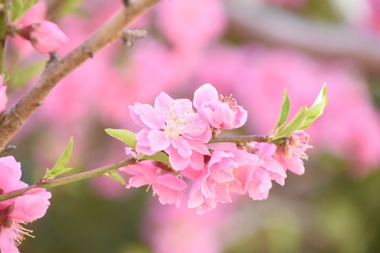 桜梅桃李｜hina.a