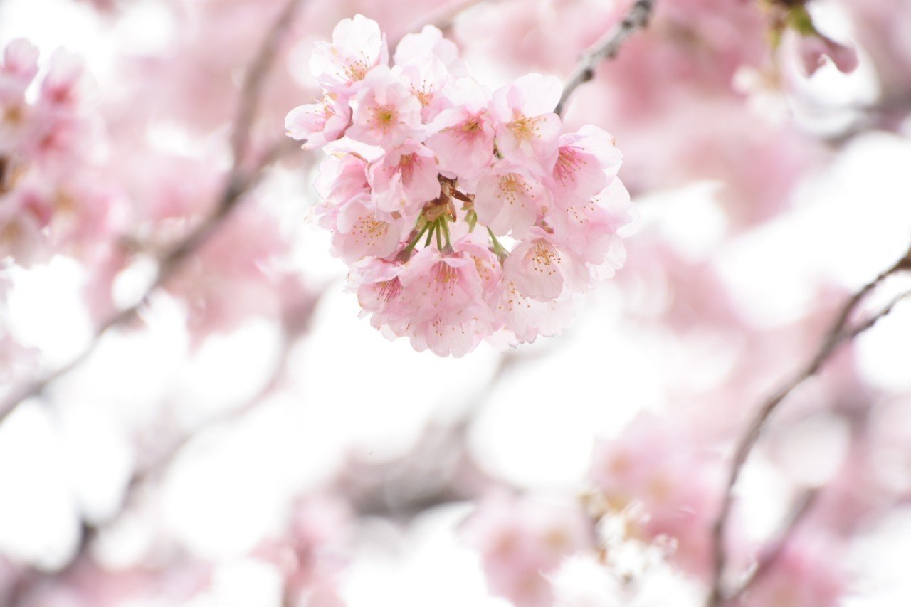 桜梅桃李｜hina.a