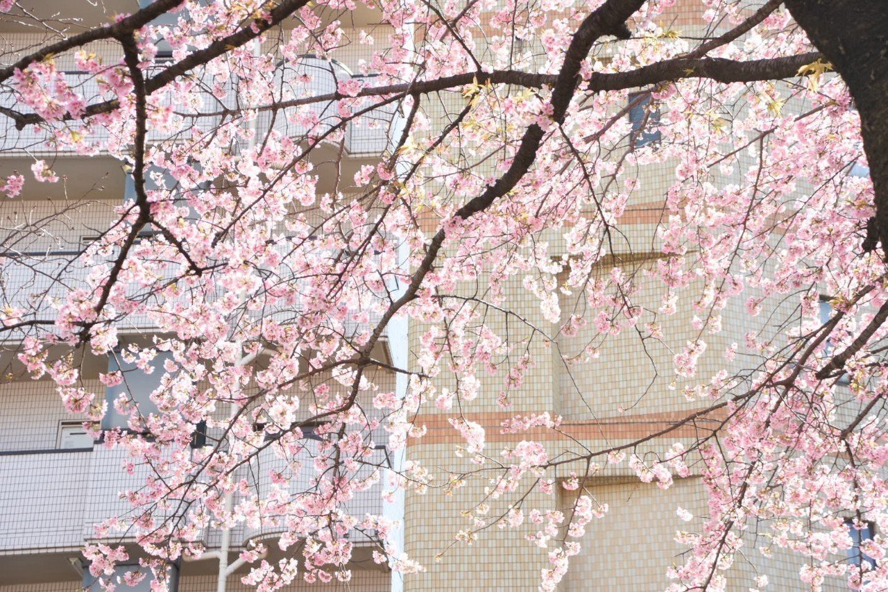 桜梅桃李｜hina.a