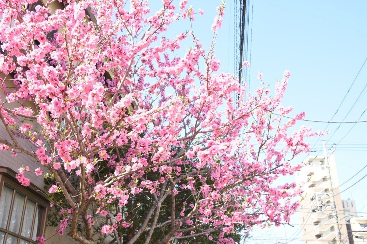 桜梅桃李 桜梅桃李 | アートの輪