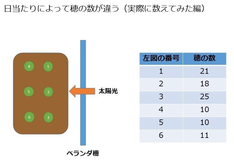 稲穂の数829-2