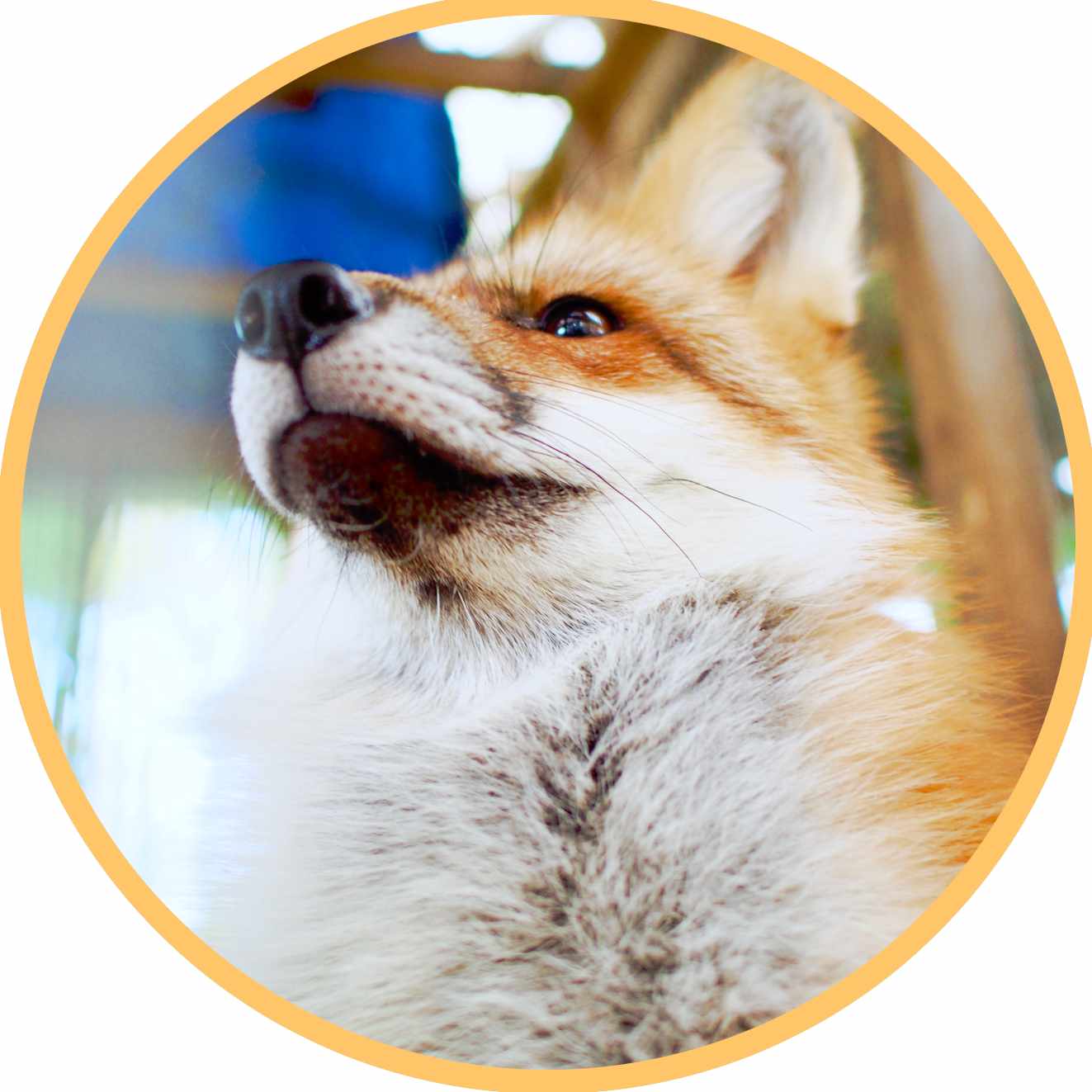 イラストを書くようになりました キタキツネ Note