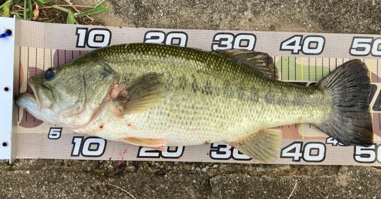 福岡県遠賀川水系バス釣り 人気ポイントで釣る時に気にすべきこと アラカズ 釣り歴45年の釣りバカ釣具屋スタッフ Note