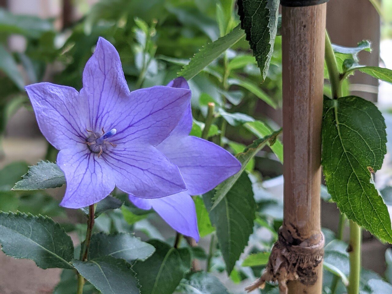 鬼灯 ほおずき と桔梗 釜滝薬師金剛寺 Flow Essence 真柴 みこと Note