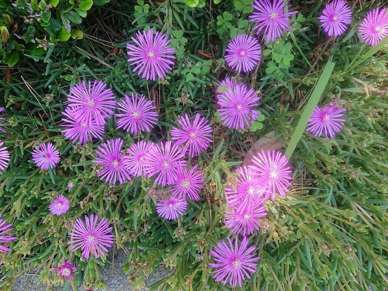 道端に咲くマツバギク 初めて見た時 蛍光ピンクの花 が造花に見えて触って確かめた 今では毎年 花火みたいだ と思いながら通り過ぎてる E P O 笑歩 Note