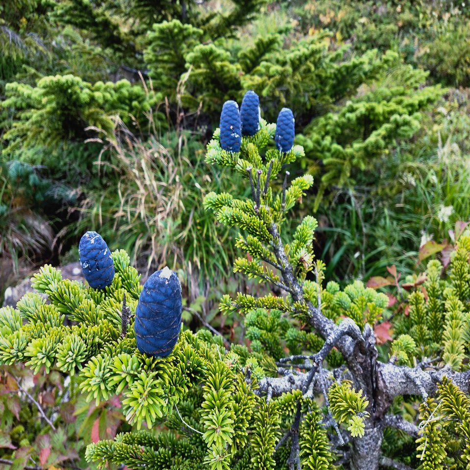 アオモリトドマツ オオシラビソ 青森県など北東北 プラントリップ Plantrip B版 Note