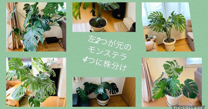 モンステラの株分け Kunie Kahea O Na Lani Sakai Hula Studio Note