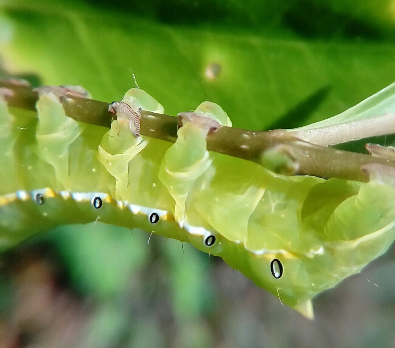 昆虫相手にマジ喧嘩様リクエスト 他のクワガタも | zojurasのブログ