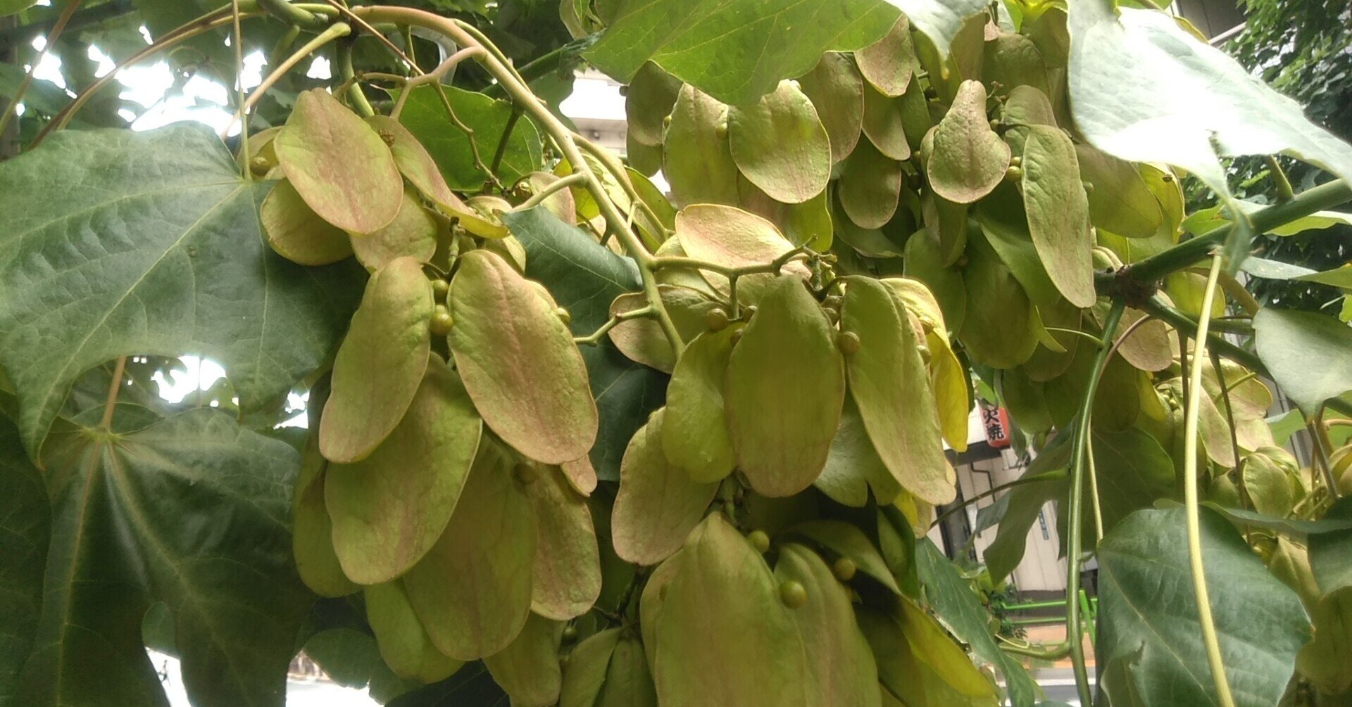 アオギリの実 はなえみ 人事 キャリアコンサルタント 産業カウンセラー 宝石鑑定士 Note アオギリの実 はなえみ 人事 キャリアコンサルタント 産業カウンセラー 宝石鑑定士 Note