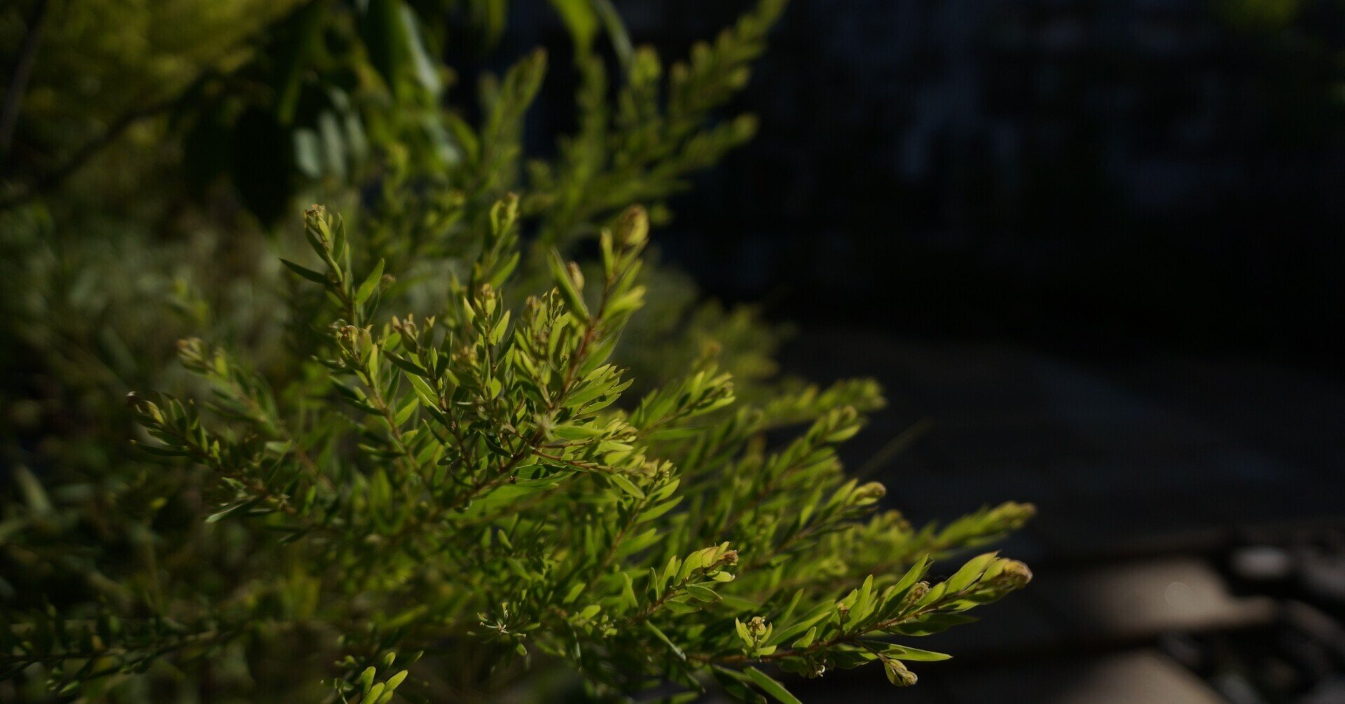 SONY α NEX-5T を使ってみた|Daichi Okamoto SONY α NEX-5T を使ってみた|Daichi Okamoto