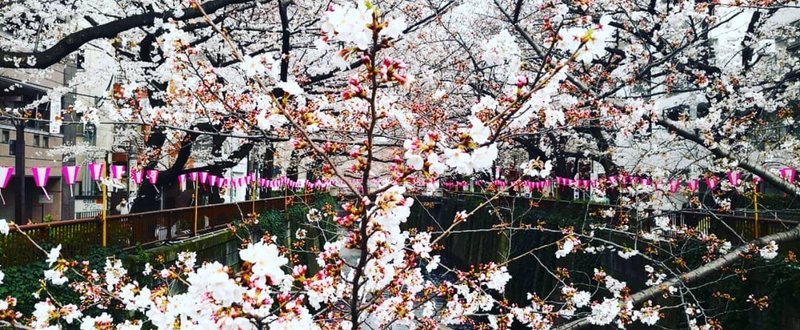 2018年3月22〜23日　東京・目黒川の桜開花状況