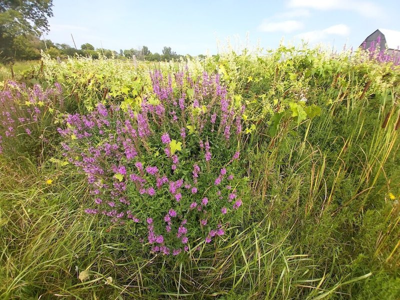 ヨッシーの 素人 植物記 夏季版補足 どっこい咲いてた野の花 たなかよしあき Note