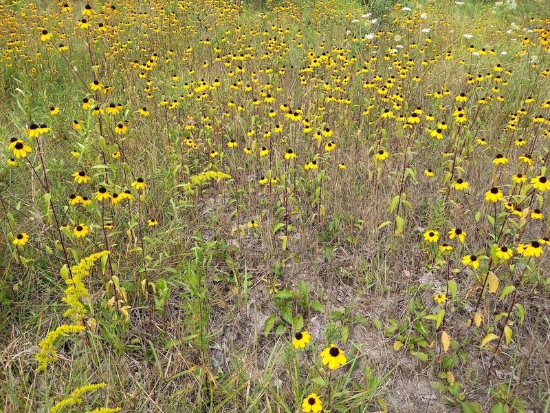 ヨッシーの 素人 植物記 夏季版補足 どっこい咲いてた野の花 たなかよしあき Note