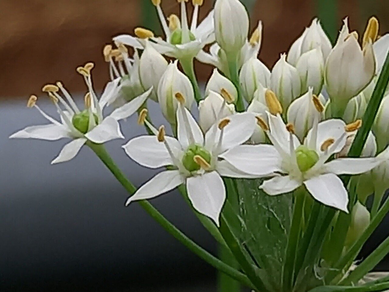 散策中に遭遇した1cm未満の花たち 嬉しいけど撮るのは大変 柘榴 Note
