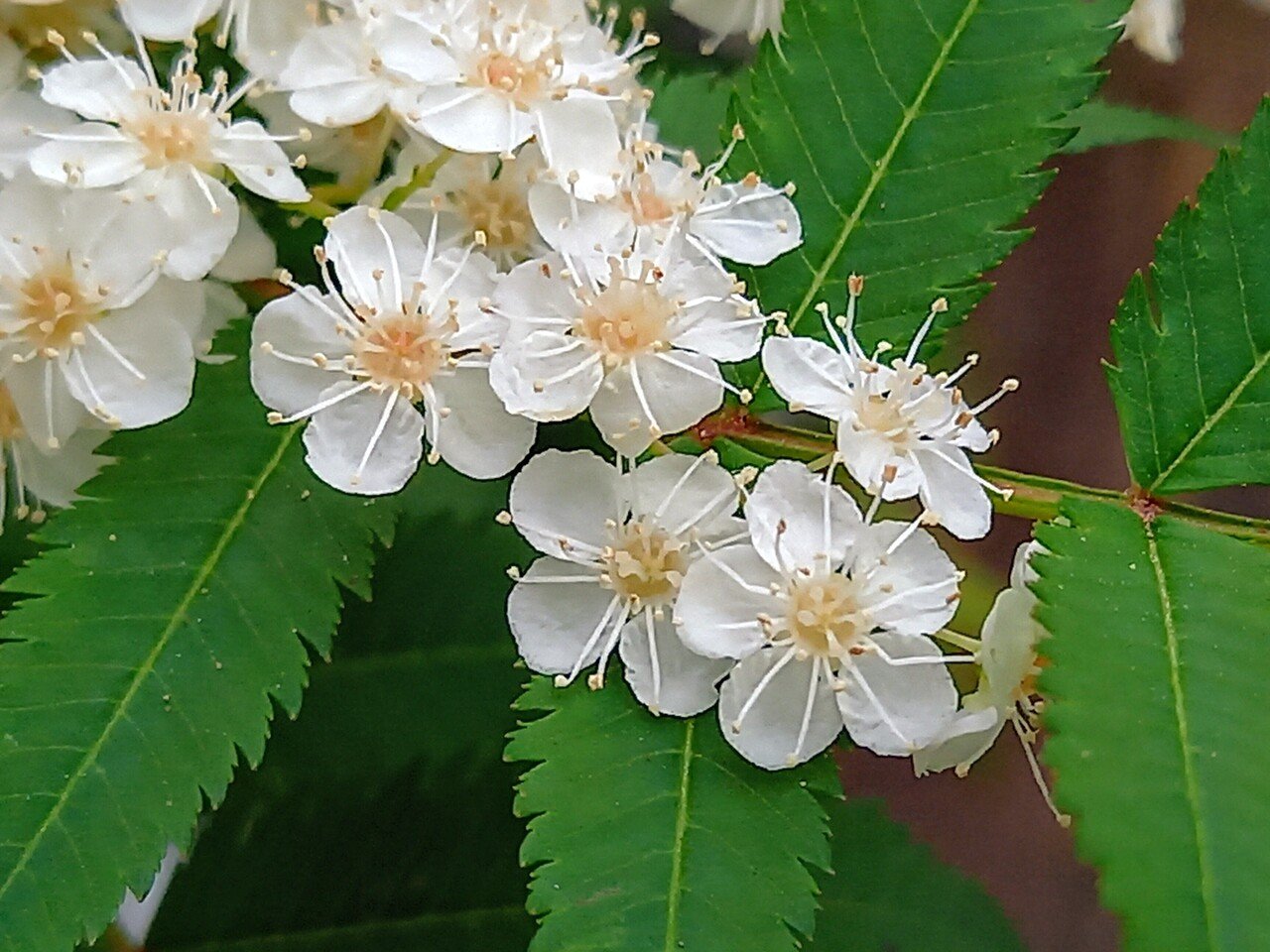 散策中に遭遇した1cm未満の花たち 嬉しいけど撮るのは大変 柘榴 Note