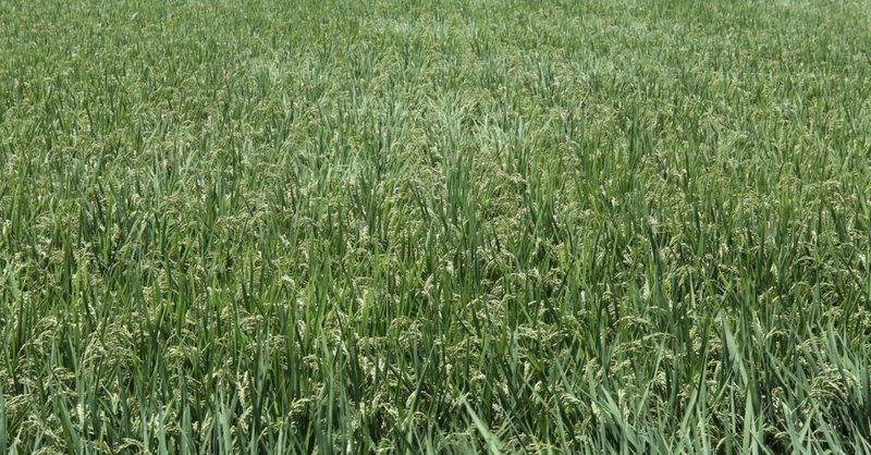 ヘレニズム文化 の新着タグ記事一覧 Note つくる つながる とどける