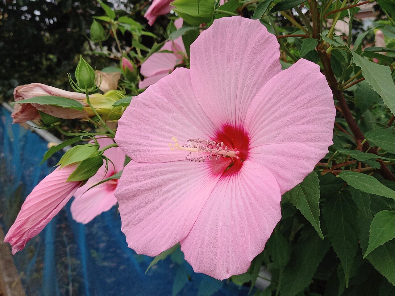 散策中に遭遇したクローズアップの花たち 柘榴 Note