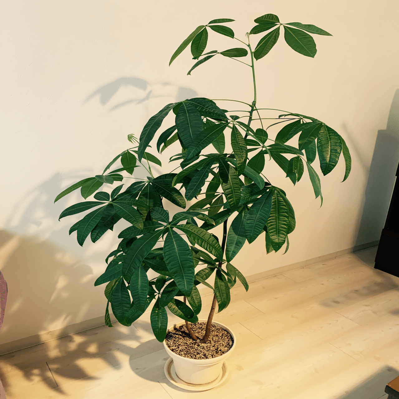 うちのパキラさん もさ Note