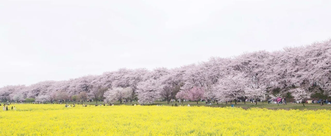 贅沢、お花見スポット｜Shiraishi Kohki