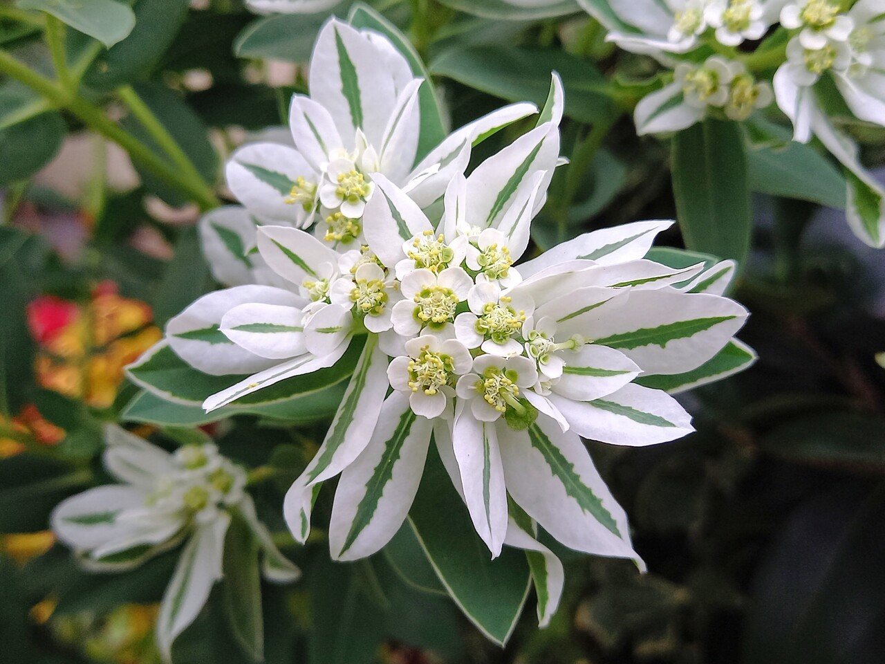 今朝の散策中に遭遇した花たち 柘榴 Note