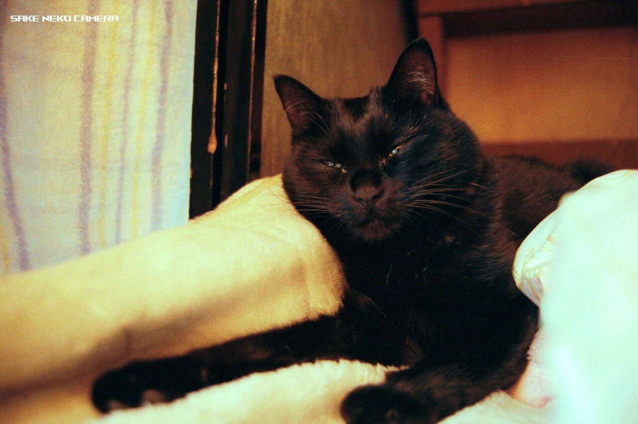 黒猫の撮影のコツ｜キハ2222