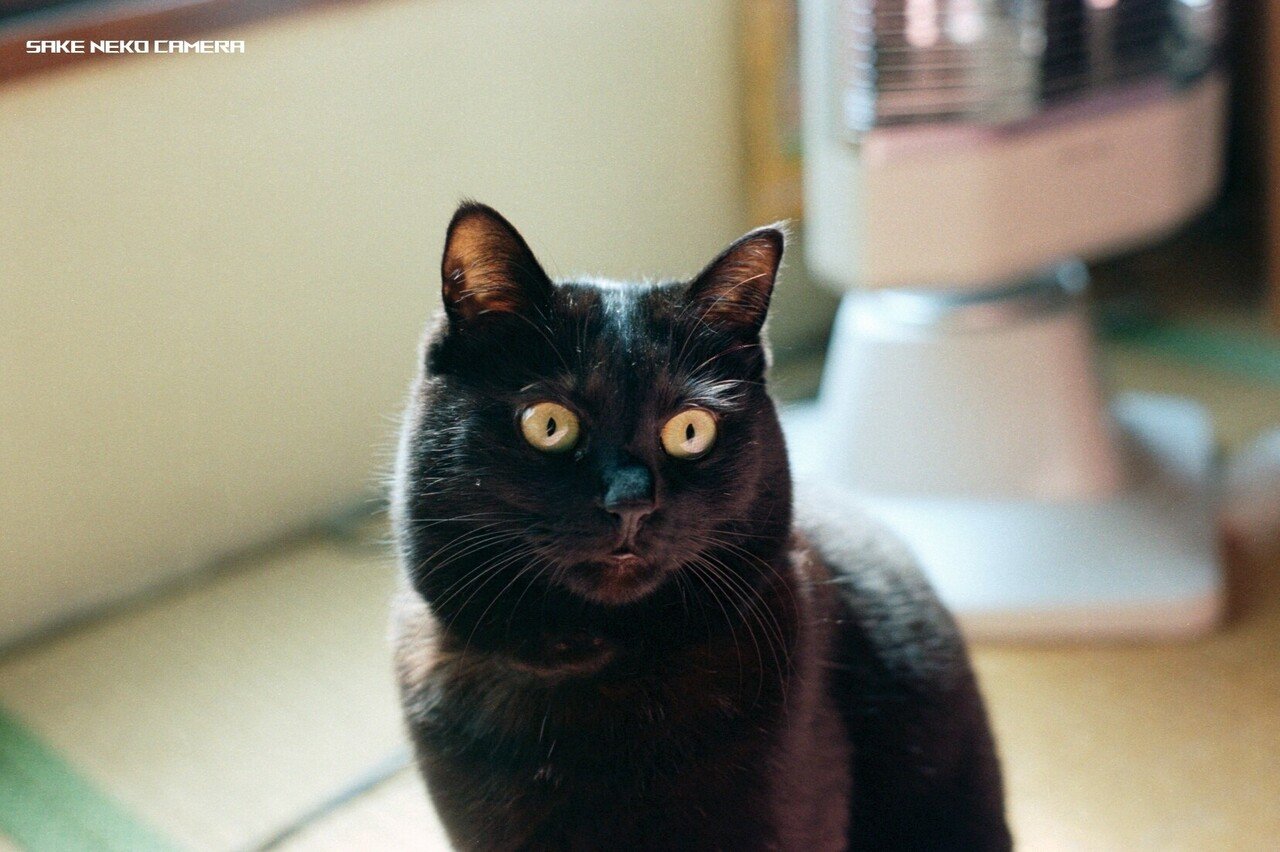 黒猫の撮影のコツ｜キハ2222