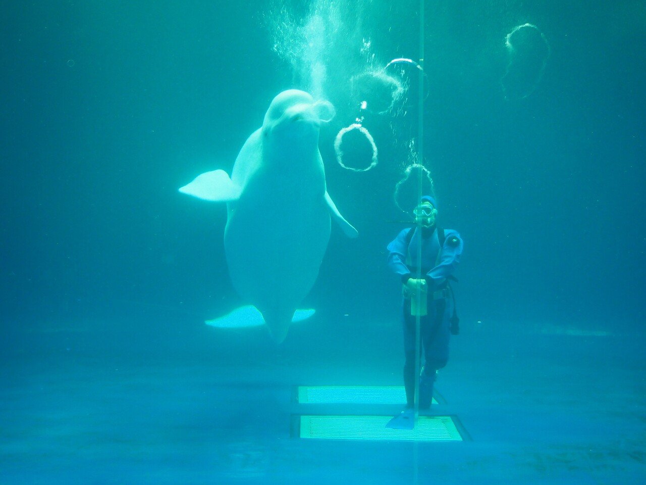 思い出5 しまね海洋館アクアス Haru Note 思い出5 しまね海洋館アクアス Haru Note