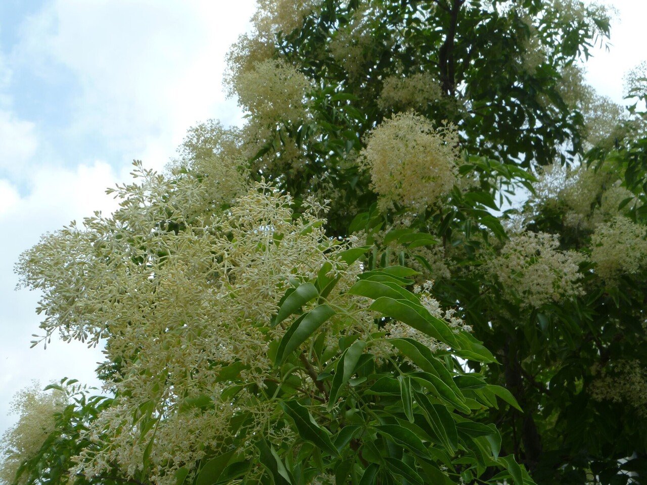 庭にある花木vol 2 シマネトリコ Momo Note 庭にある花木vol 2 シマネトリコ Momo Note