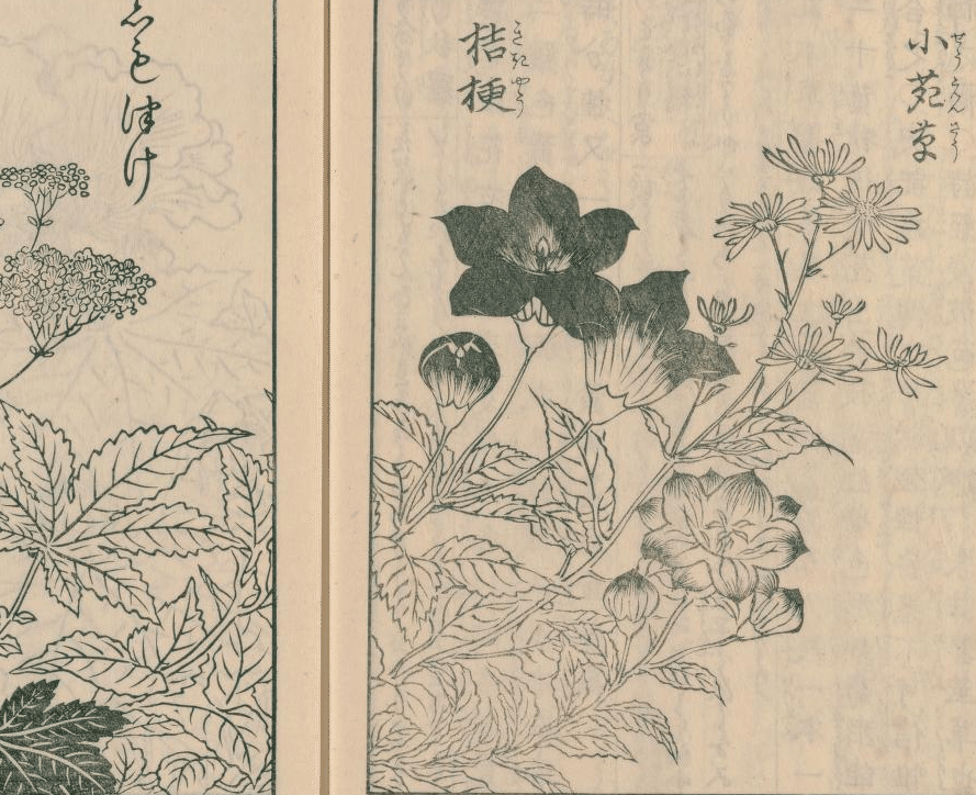本 花の歳時記 基礎知識 春 夏 秋 冬 水墨画 花 知識 果物 素材 趣味
